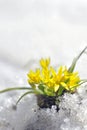 Spring yellow flower Royalty Free Stock Photo