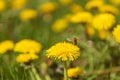 Spring yellow flower Dandelion - Taraxacum. Above the flower is a bee covered in pollen