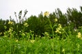 Spring yellow flower fields wild flowers