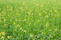 Spring yellow flower fields wild flowers