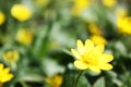 Spring yellow flower in green