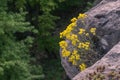 Yellow flower on the rocks Royalty Free Stock Photo