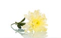 Spring yellow flower Royalty Free Stock Photo