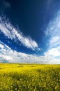 Spring yellow flower meadow Royalty Free Stock Photo