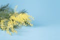 Spring yellow flower mimosa on blue plain background