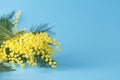 Spring yellow flower mimosa on blue plain background Royalty Free Stock Photo