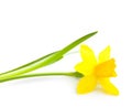 Spring yellow flower narcissus Royalty Free Stock Photo