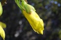 Spring Yellow Flowering Bush Blossoms in a Garden, Forsythia Maluch, Macro Royalty Free Stock Photo