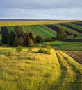 Spring yellow flowering rapeseed and small farmlands fields Royalty Free Stock Photo