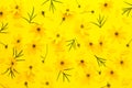 Spring Yellow Flowers Background Coreopsis Verticillata Zagreb