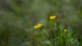 Spring yellow flowers, blurred natural meadow background