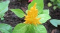 Yellow flowers in the City garden