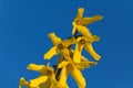 Spring yellow flowers of Common Forsythia in blos