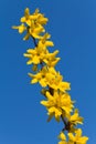 Spring yellow flowers of Common Forsythia in blos