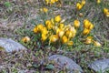 Spring yellow flowers crocus Royalty Free Stock Photo