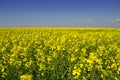 Spring yellow fields against blue sky Royalty Free Stock Photo