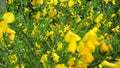 Broom flowers. Close-up in slowmotion.