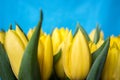 Spring yellow flowers -tulips