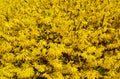 Spring. Spring yellow forsythia bushes Royalty Free Stock Photo