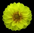 Spring yellow-green flower dahlia on the black isolated background with clipping path. Closeup. Royalty Free Stock Photo