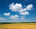 Spring yellow meadow