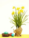 Spring yellow narcissus, colorful easter eggs isolated on white Royalty Free Stock Photo