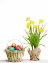 Spring yellow narcissus, colorful easter eggs isolated on white Royalty Free Stock Photo