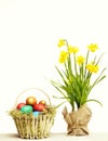Spring yellow narcissus, colorful easter eggs isolated on white Royalty Free Stock Photo