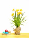 Spring yellow narcissus, colorful easter eggs isolated on white Royalty Free Stock Photo