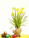 Spring yellow narcissus, colorful easter eggs isolated on white Royalty Free Stock Photo