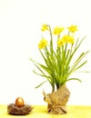 Spring yellow narcissus, golden easter egg isolated on white Royalty Free Stock Photo