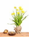 Spring yellow narcissus, golden easter egg in burlap sack Royalty Free Stock Photo