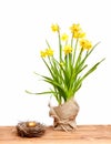 Spring yellow narcissus, golden easter egg isolated on white Royalty Free Stock Photo