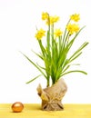 Spring yellow narcissus, golden easter egg isolated on white Royalty Free Stock Photo