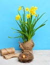 Spring yellow narcissus, golden easter egg and thread or rope Royalty Free Stock Photo