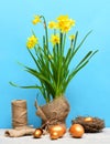 Spring yellow narcissus, golden easter egg and thread or rope Royalty Free Stock Photo