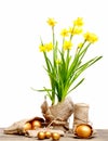 Spring yellow narcissus, golden easter eggs and thread or rope