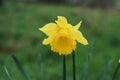 Spring Yellow Narcissus Isoalted, Flowers on Green Background, Nature in the Park. Royalty Free Stock Photo