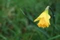 Spring Yellow Narcissus Isoalted, Flowers on Green Background, Nature in the Park. Royalty Free Stock Photo
