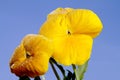 Spring yellow pansy Royalty Free Stock Photo