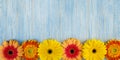 Spring yellow, pink and red gerbera flowers on blue wooden table background. Copy space and wide frame Royalty Free Stock Photo