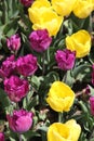 Springtime yellow and purple tulips closeup Royalty Free Stock Photo