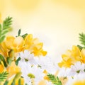 Spring yellow primrose Royalty Free Stock Photo