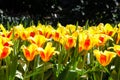 Spring yellow and red tulips blooming with green stalk against a dark background on a sunny day outdoors Royalty Free Stock Photo