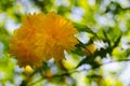 Yellow sunny flowers