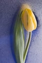 Spring yellow tulip blossom on wet blue background Royalty Free Stock Photo