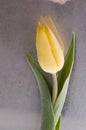 Spring yellow tulip blossom on wet grey background Royalty Free Stock Photo