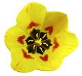 Spring yellow tulip flower. garden flower white isolated background with clipping path. Closeup. no shadows. Royalty Free Stock Photo