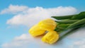 Spring yellow tulip flowers on light blue sky background Royalty Free Stock Photo
