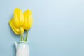 Spring yellow tulip flowers in vase on blue background Royalty Free Stock Photo